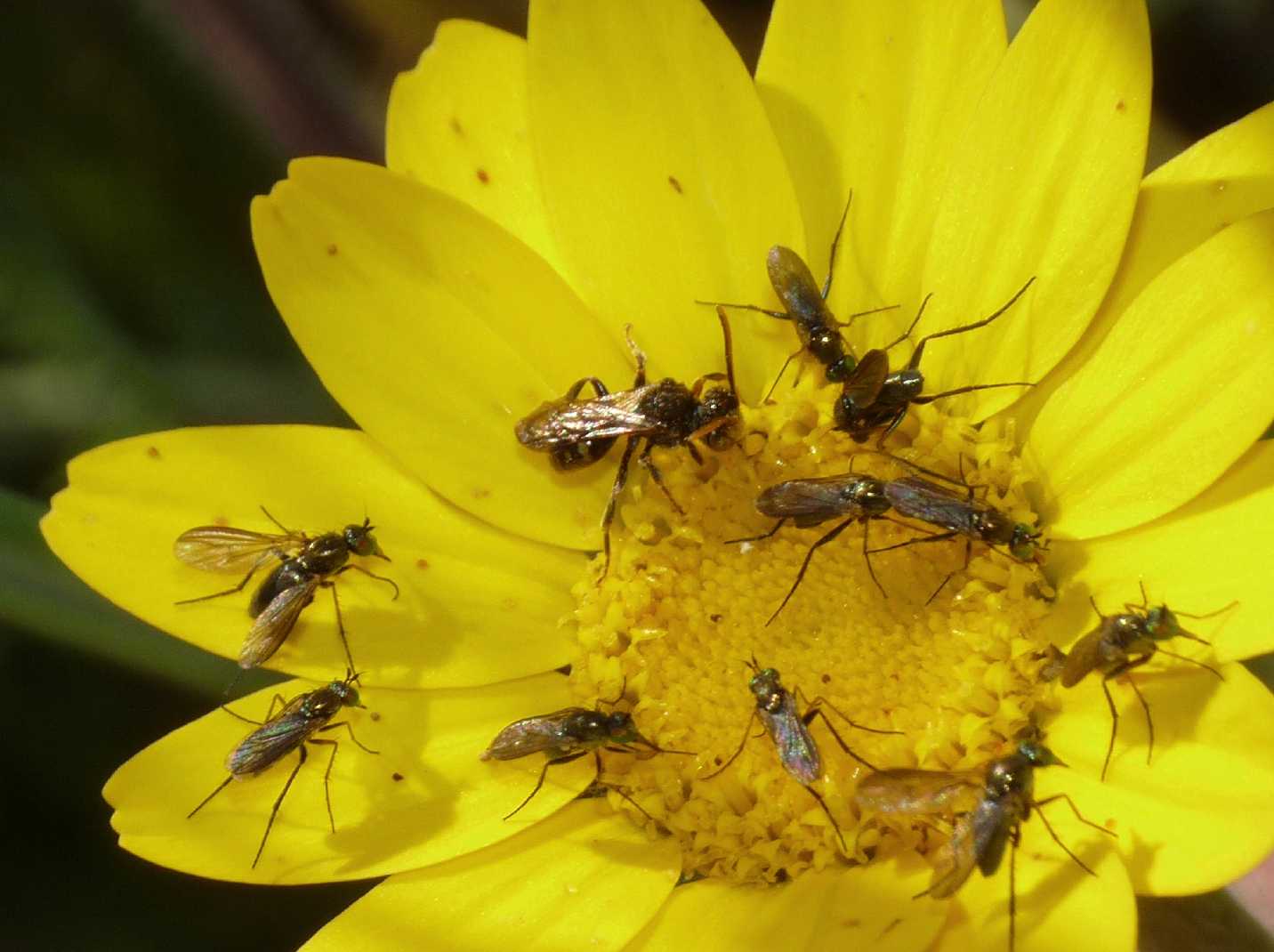 Micro Nomada?